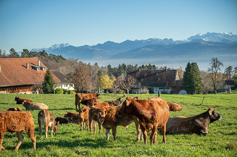 Vache_mère_Suisse-0296