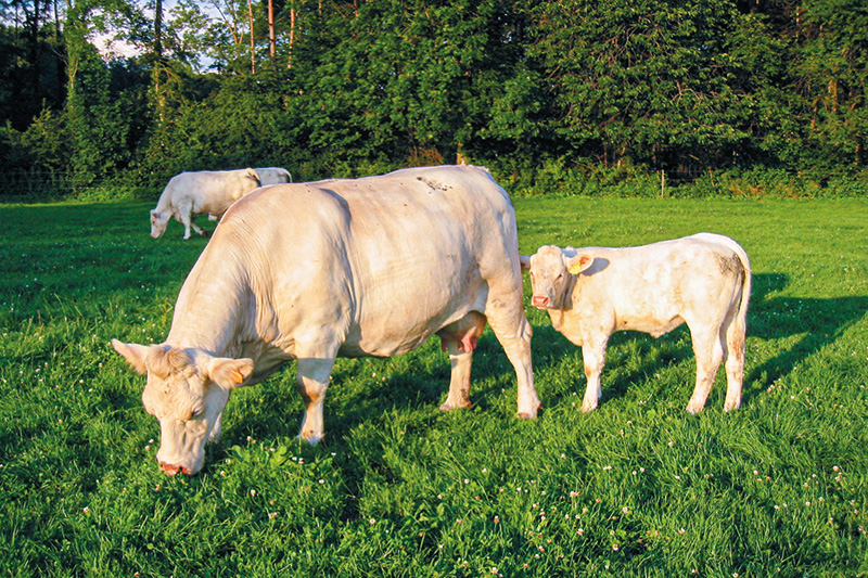 Charolais