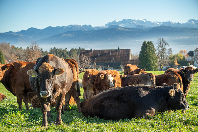 Kuehe auf der Weide