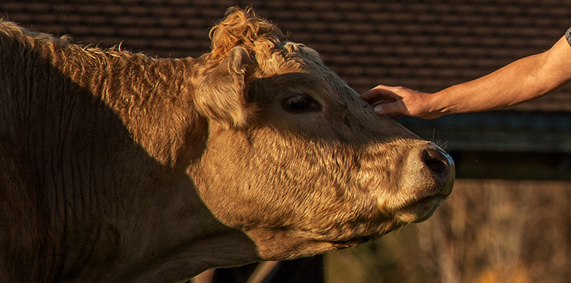 Vache_avec_main