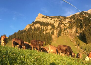 Die Heimkehr der Mutterkuhherde nach dem Alpsommer